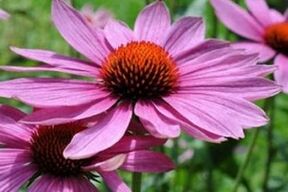 Succo di echinacea per il trattamento della prostatite